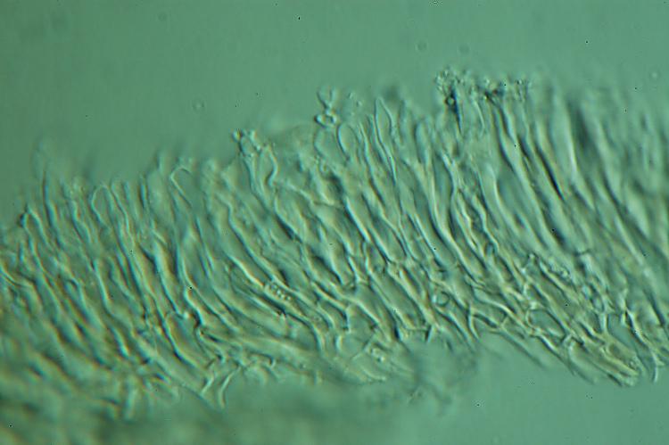 Stereum sp. (Stereum insignitum)